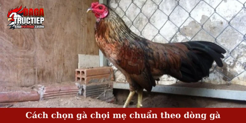 Cách chọn gà chọi mẹ chuẩn theo dòng gà