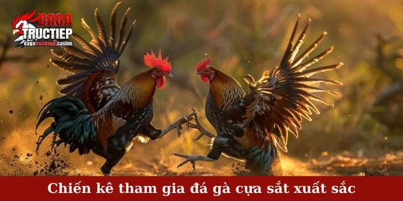 Chiến kê tham gia đá gà cựa sắt xuất sắc
