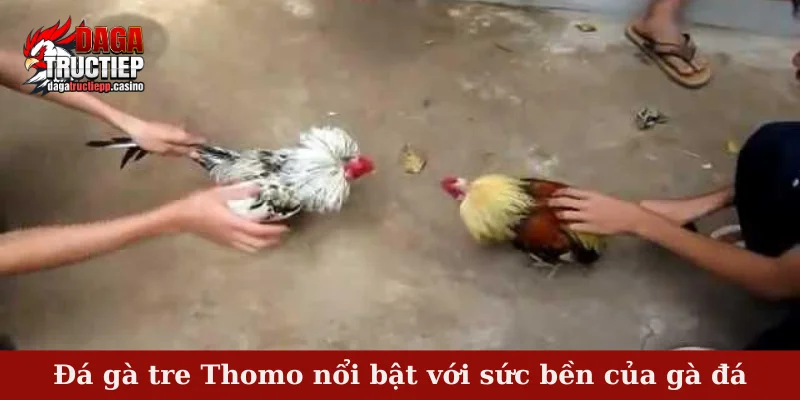 Đá gà tre Thomo nổi bật với sức bền của gà đá