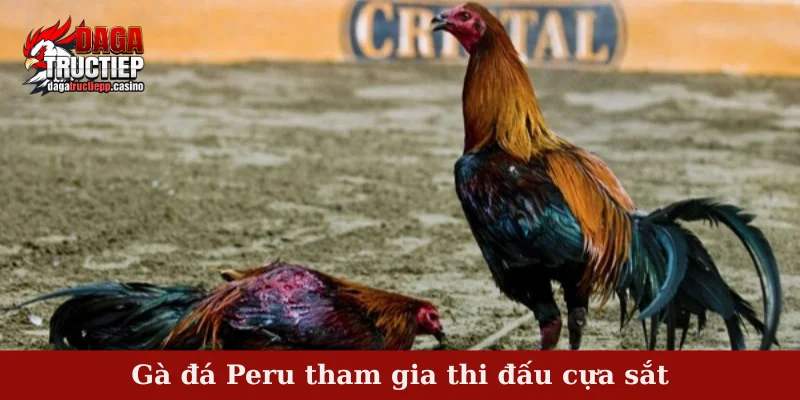 Gà đá Peru tham gia thi đấu cựa sắt
