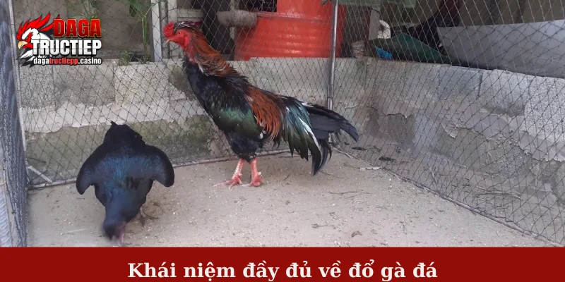 Khái niệm đầy đủ về đổ gà đá