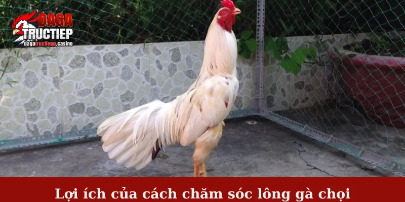 Lợi ích của cách chăm sóc lông gà chọi