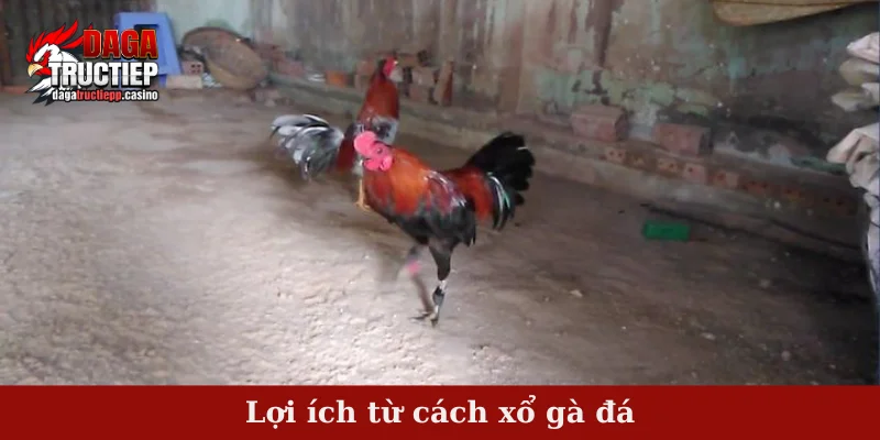 Lợi ích từ cách xổ gà đá