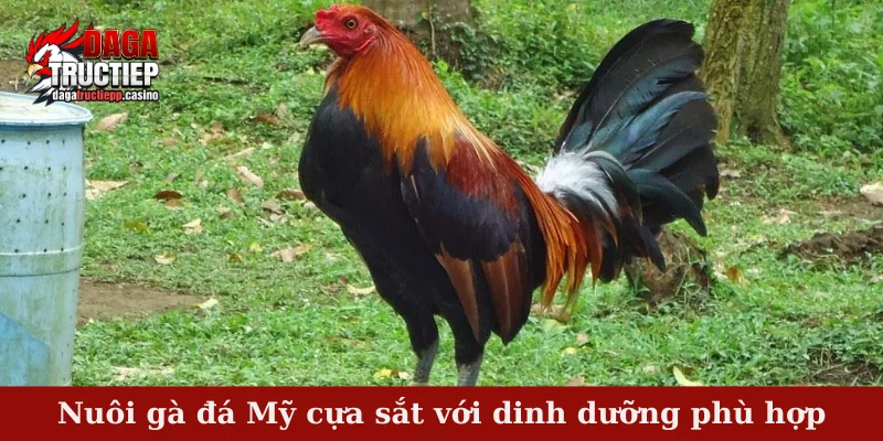 Nuôi gà đá Mỹ cựa sắt với dinh dưỡng phù hợp