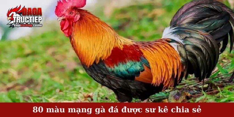 80 màu mạng gà đá được sư kê chia sẻ