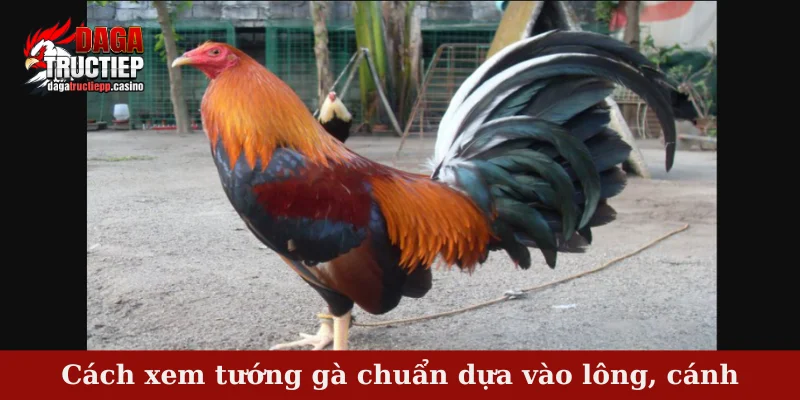 Cách xem tướng gà chuẩn dựa vào lông, cánh