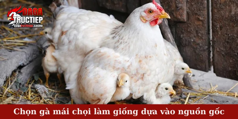 Chọn gà mái chọi làm giống dựa vào nguồn gốc