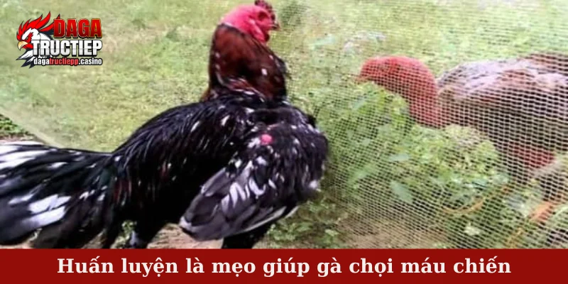 Huấn luyện là mẹo giúp gà chọi máu chiến