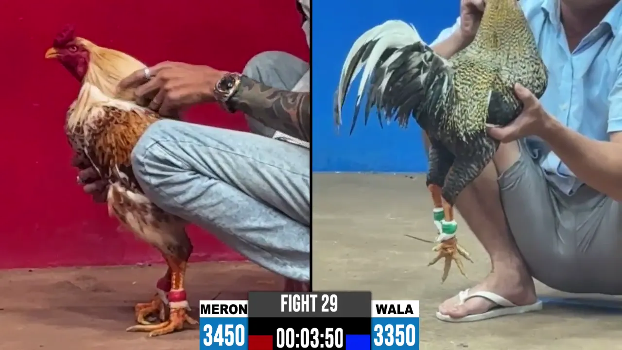 video đá gà cpc2 ngày 28/10/2026